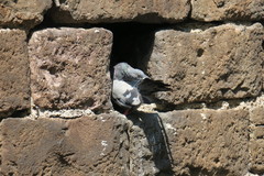 Columba livia domestica