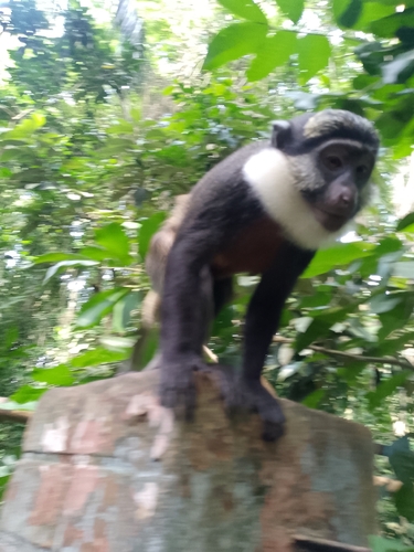 Red-bellied Monkey