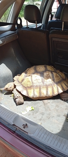 African Spurred Tortoise