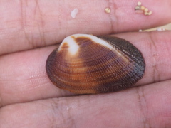 Barbatia