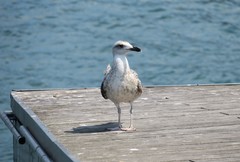 Larus michahellis