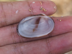 Barbatia