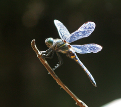 Onychothemis testacea