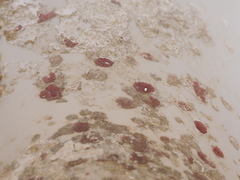 Homotrema rubrum