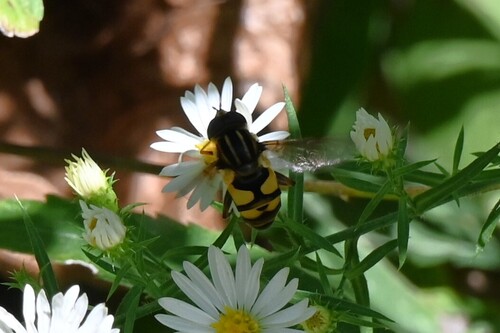 Unknown species found near Johnson County, IA, USA