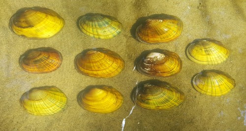 Eastern Lampmussel