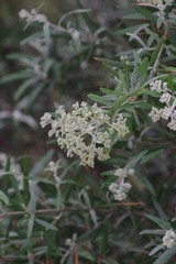 Buddleja saligna