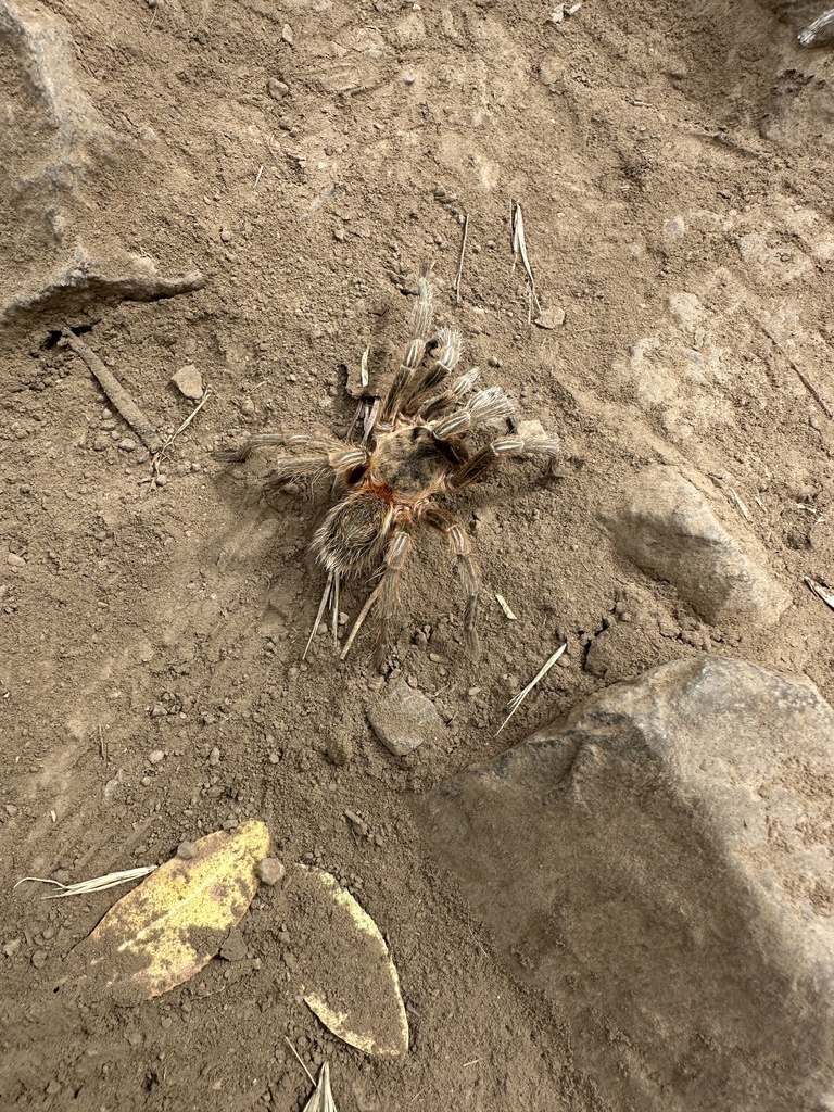 Euathlus manicatus
