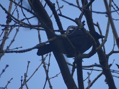 Corvus corone