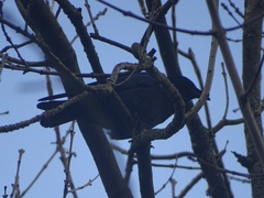 Corvus corone