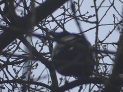 Corvus corone