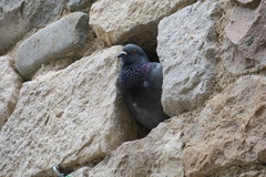Columba livia domestica