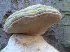 Fomes fomentarius