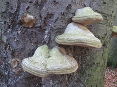 Fomes fomentarius