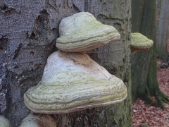 Fomes fomentarius