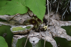 Dictyanthus asper
