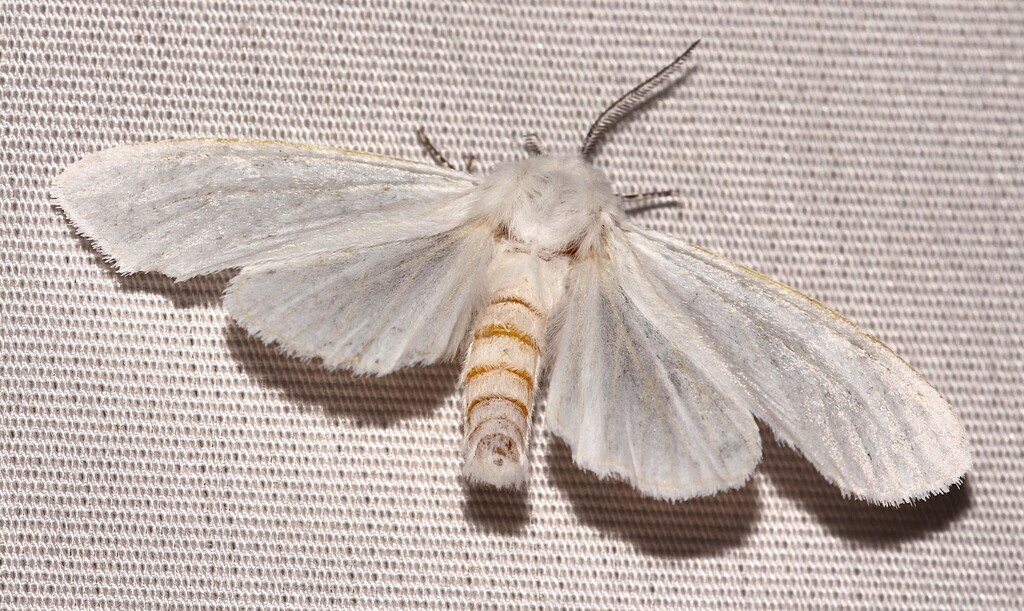 Fall Webworm Moth from Saint-Fulgence, Site 2011 à 2016, QC, Canada on ...