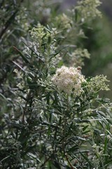 Buddleja saligna