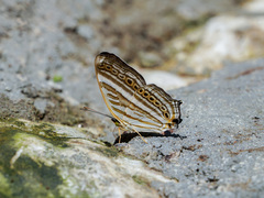 Cyrestis strigata
