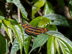 Lasippa neriphus