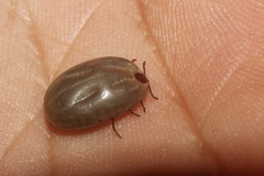 Rhipicephalus sanguineus