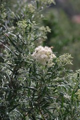 Buddleja saligna