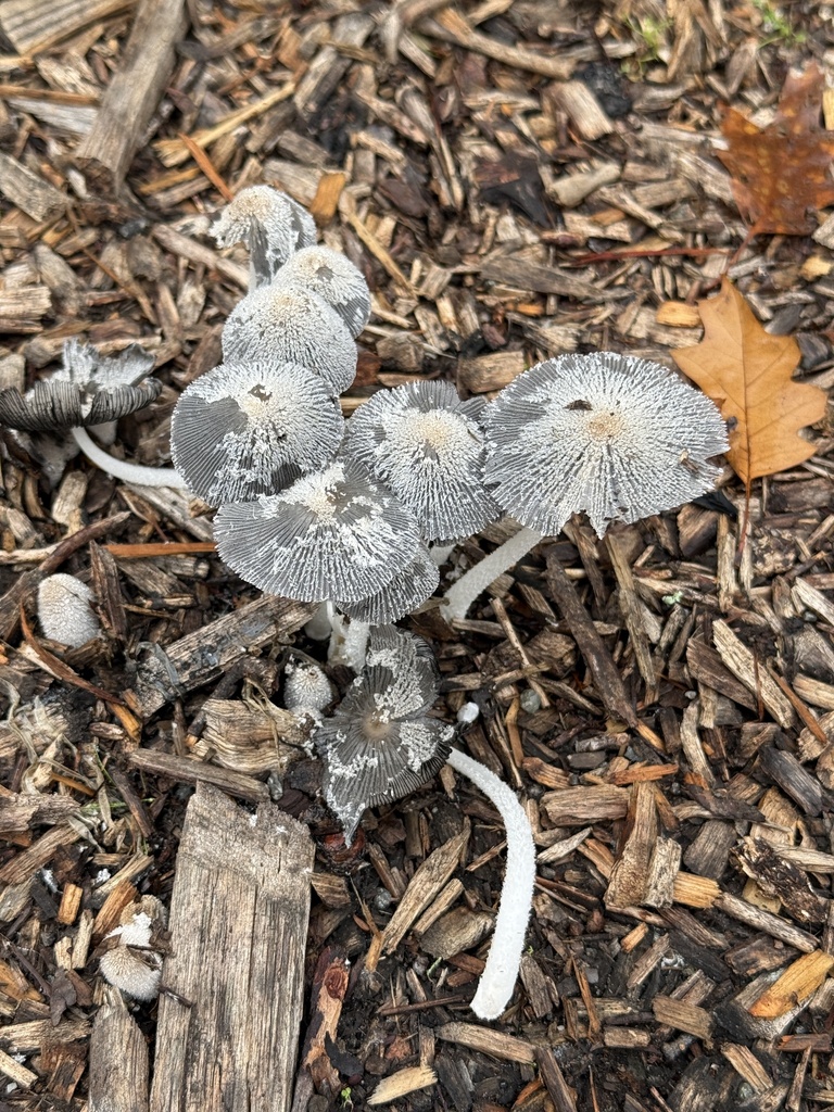 Coprinopsis lagopus · November 2025 · photo: © rogerraiche (iNaturalist, cc-by)