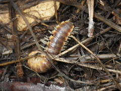 Xystocheir dissecta dissecta