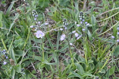 Veronica gentianoides