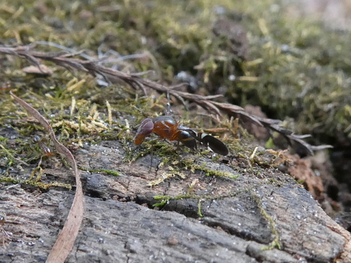 Unknown species found near Greater Thonotosassa, Tampa, FL, USA