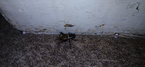 Southern Field Cricket