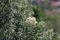 Buddleja saligna