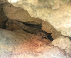 Laudakia stellio stellio