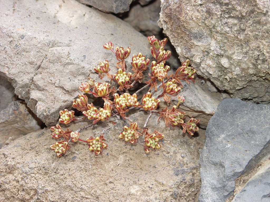 Aeonium sedifolium, Santa Cruz de Tenerife, Spain