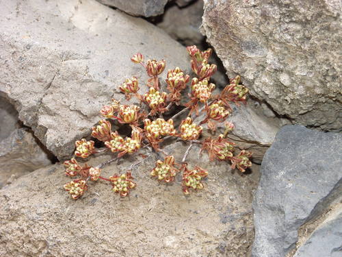 Aeonium sedifolium