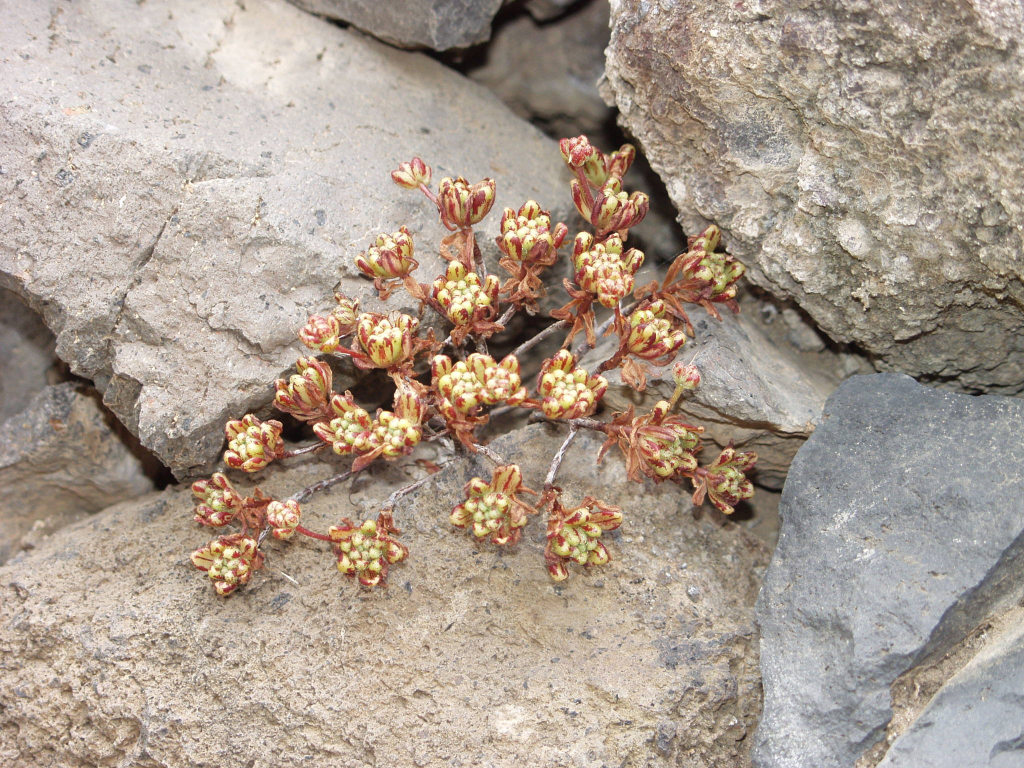 Sempervivum masferreri Hillebr.