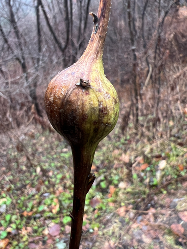 Unknown species found near N Broadway, Saratoga Springs, NY, US