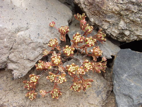 Aeonium sedifolium