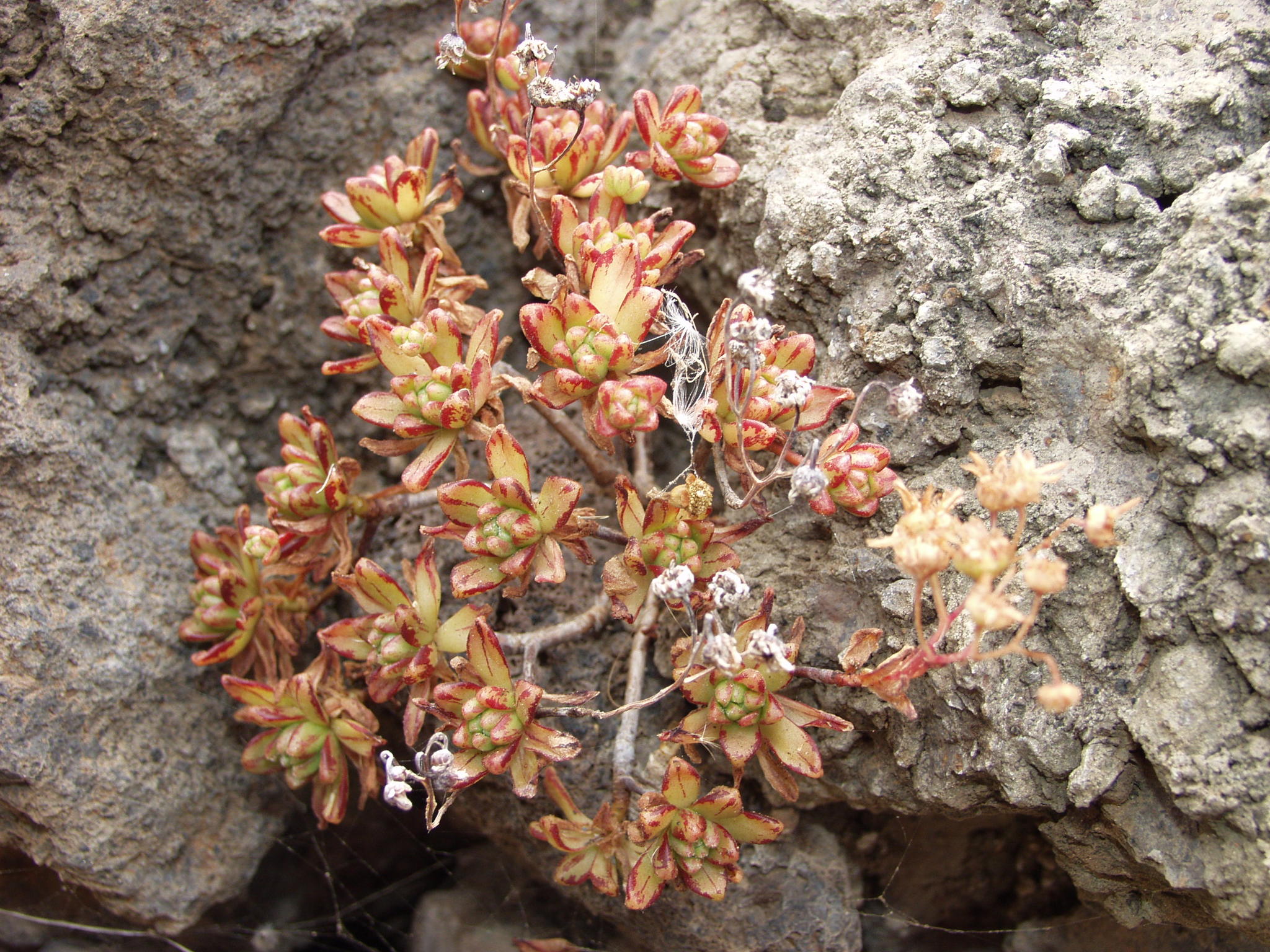 Sempervivum masferreri Hillebr. 3