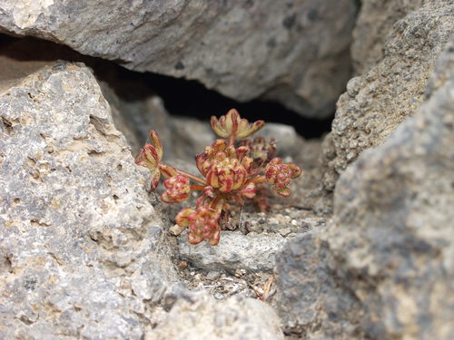 Image of Aeonium sedifolium by no rights reserved