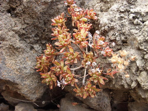 Aeonium sedifolium