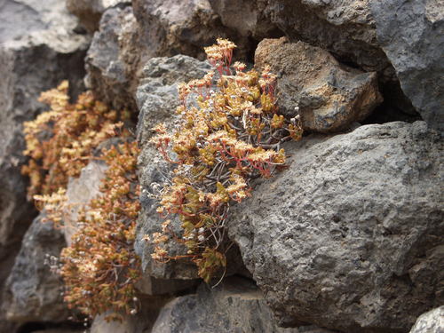 Aeonium sedifolium