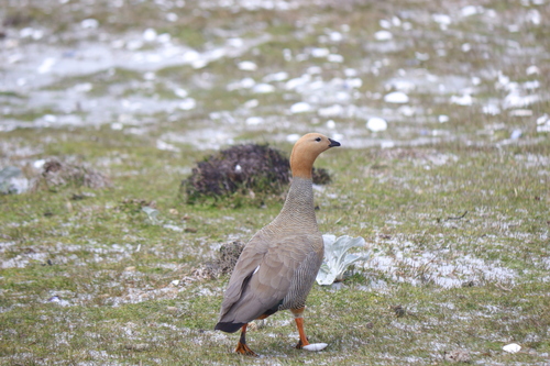 Ruddy-headed Goose (Chloephaga rubidiceps), photo 7