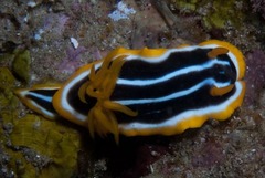 Chromodoris africana