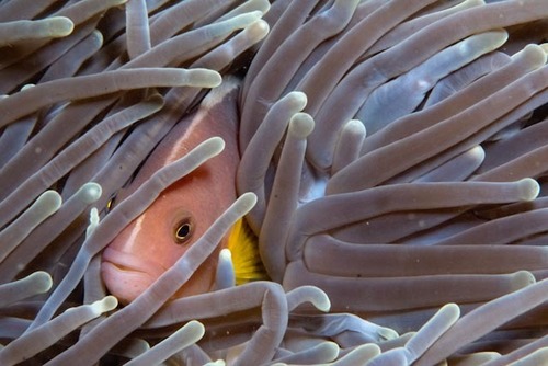 Skunk Anemonefish