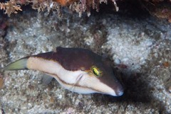 Canthigaster smithae