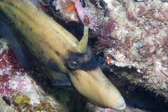 Cantherhines fronticinctus