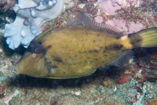 Spectacled filefish