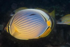 Lineated Butterflyfish photo 4