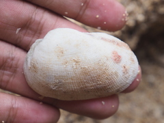Barbatia